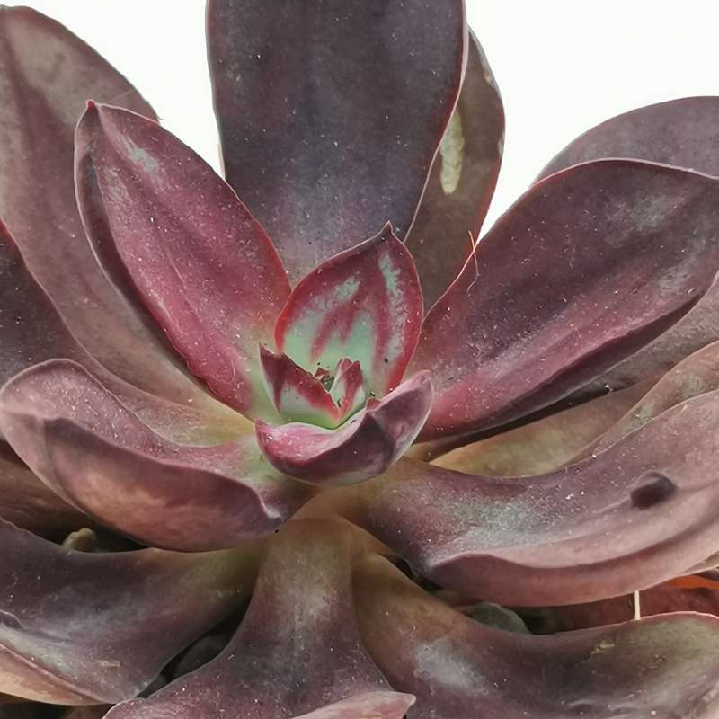 Echeveria Nodulosa Maruba Benitsukasa Cm Crassulaceae