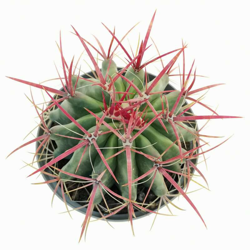 Ferocactus Stainesii 14 Cm Cactaceae Giromagi Vendita Piante Grasse