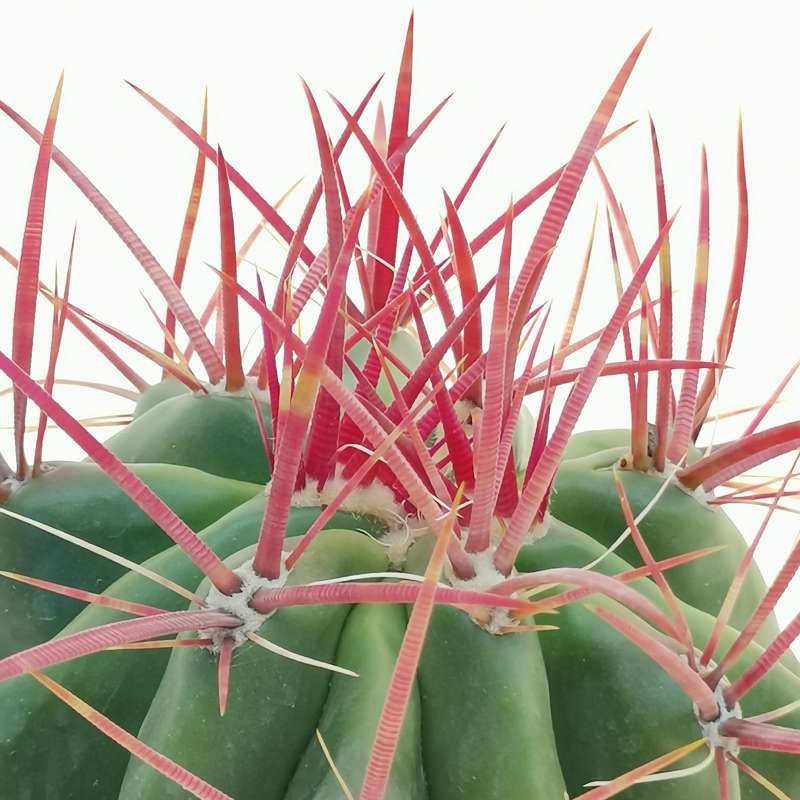 Ferocactus Stainesii Cm Cactaceae Giromagi Vendita Piante Grasse