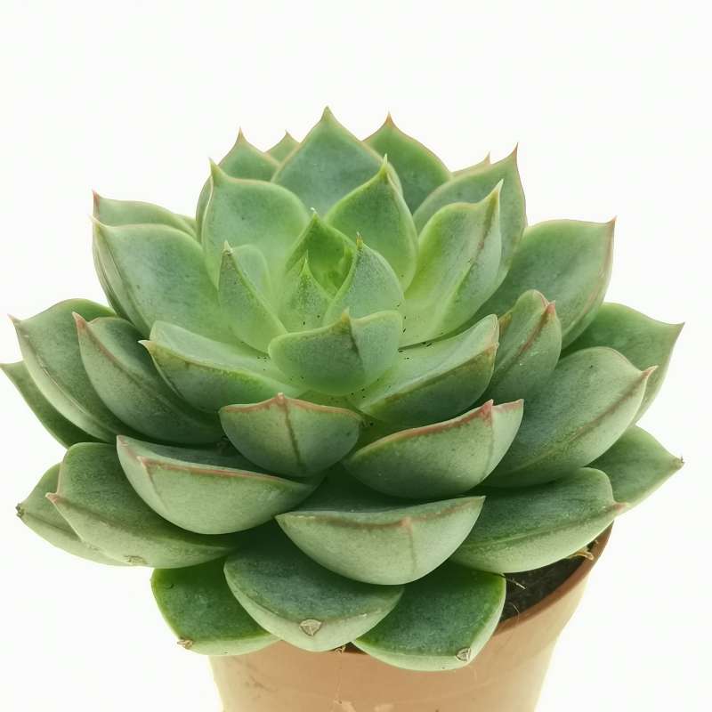 Echeveria Fabiola 5 5 Cm Crassulaceae Giromagi Vendita Piante Grasse