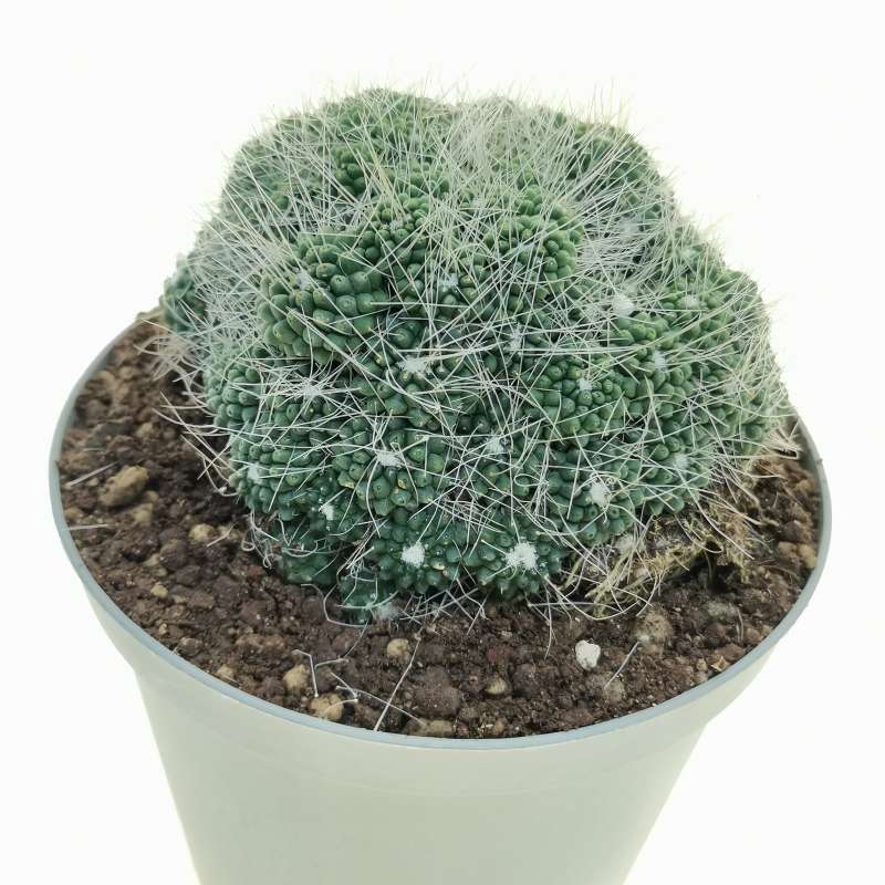 Mammillaria Spinosissima Cv Un Pico F Mostruosa Prolifera Cm