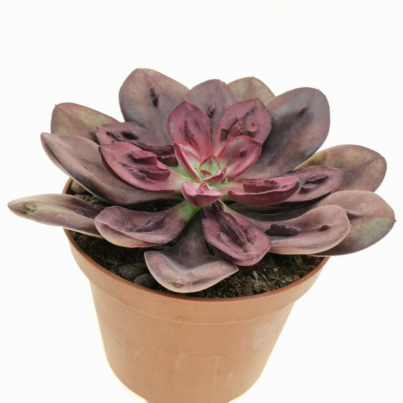 Echeveria Nodulosa Maruba Benitsukasa 10 Cm Crassulaceae