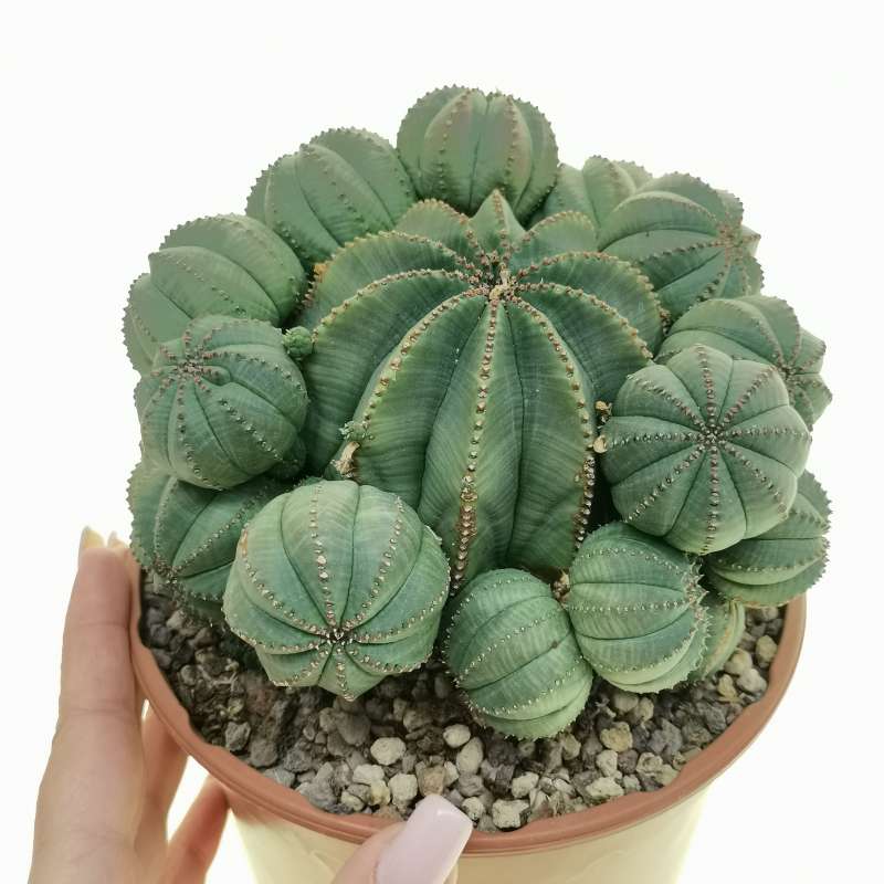 Euphorbia Obesa F Prolifera Rare Form Cm Euphorbiaceae