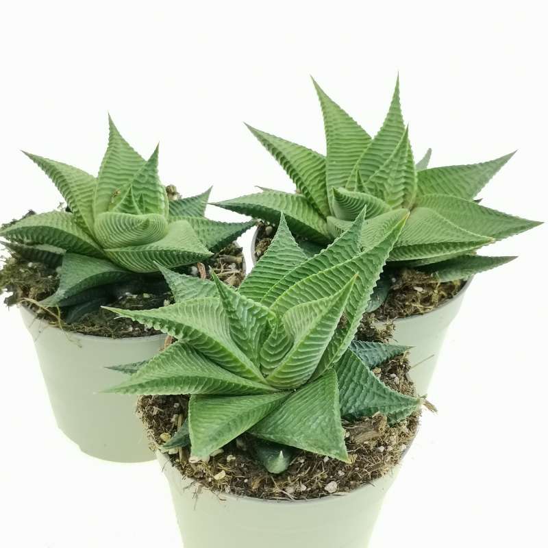 Haworthia Limifolia F Spiralis 6 5 Cm Aloaceae Giromagi Vendita