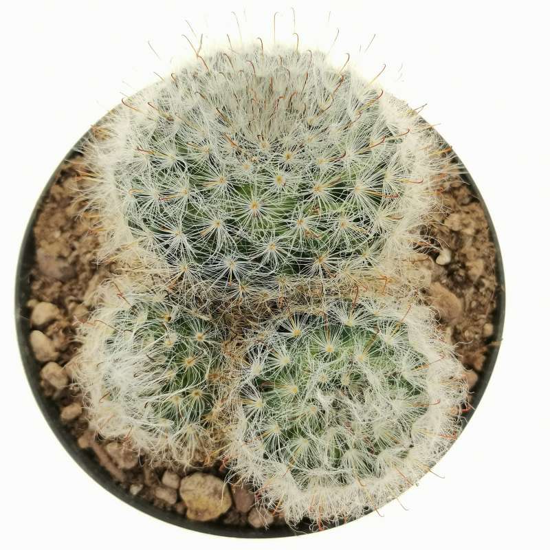 Mammillaria Bocasana Cm Cactaceae Giromagi Vendita Piante Grasse