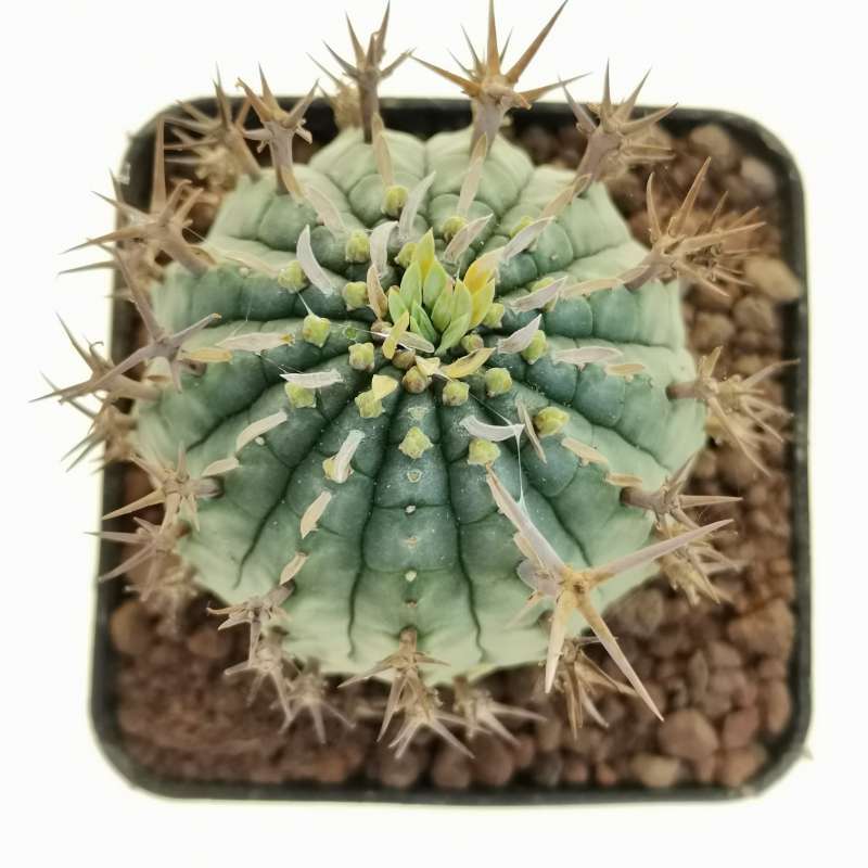 Euphorbia Stellispina 7x7 Cm Euphorbiaceae Giromagi Vendita Piante