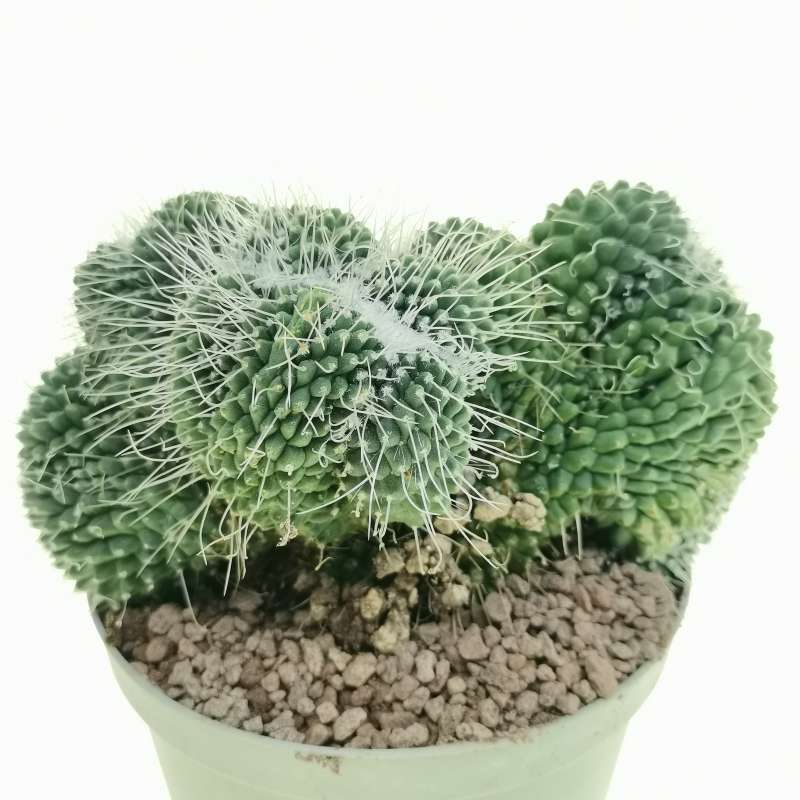 Mammillaria Spinosissima Cv Un Pico F Mostruosa Crestata Cm