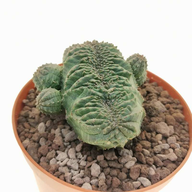 Euphorbia Obesa F Crestata Prolifera Rare Form Cm