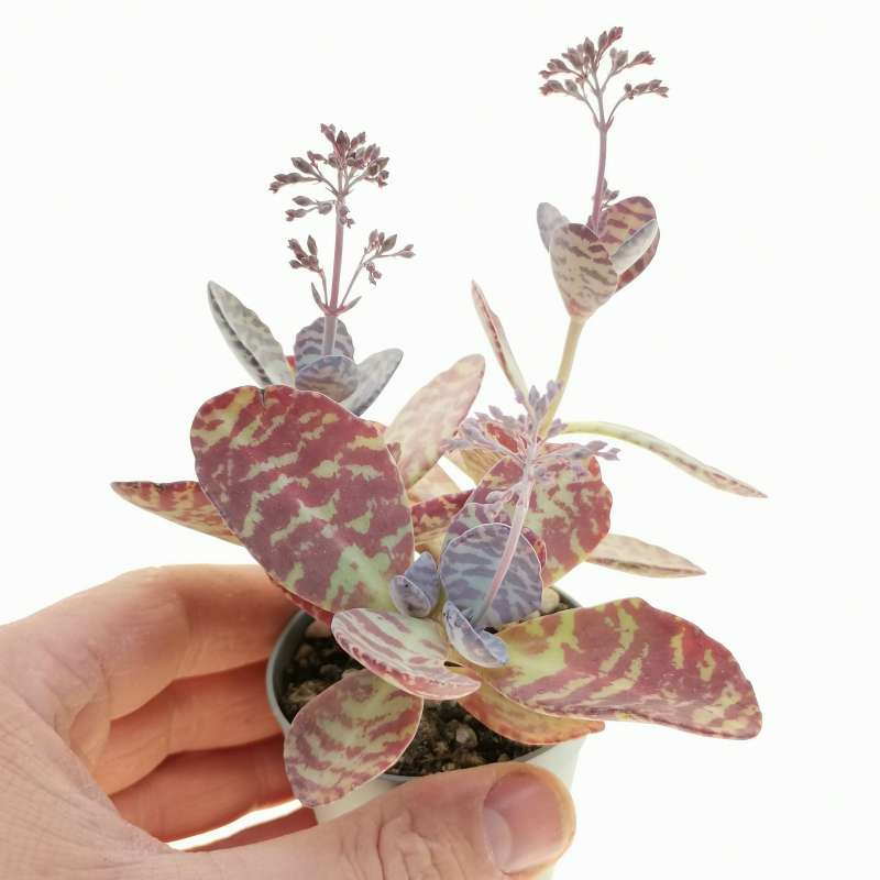 Kalanchoe Humilis 6 5 Cm Crassulaceae Giromagi Vendita Piante Grasse