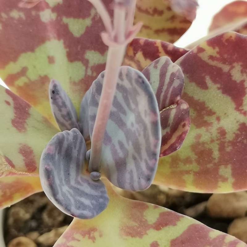 Kalanchoe Humilis 6 5 Cm Crassulaceae Giromagi Vendita Piante Grasse