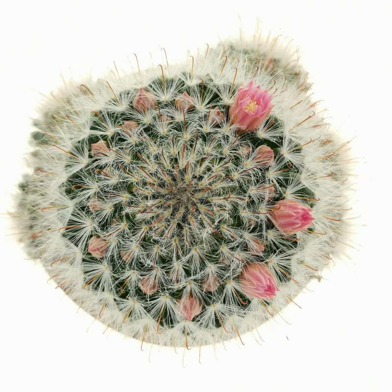 Mammillaria Bocasana Cm Cactaceae Giromagi Vendita Piante Grasse