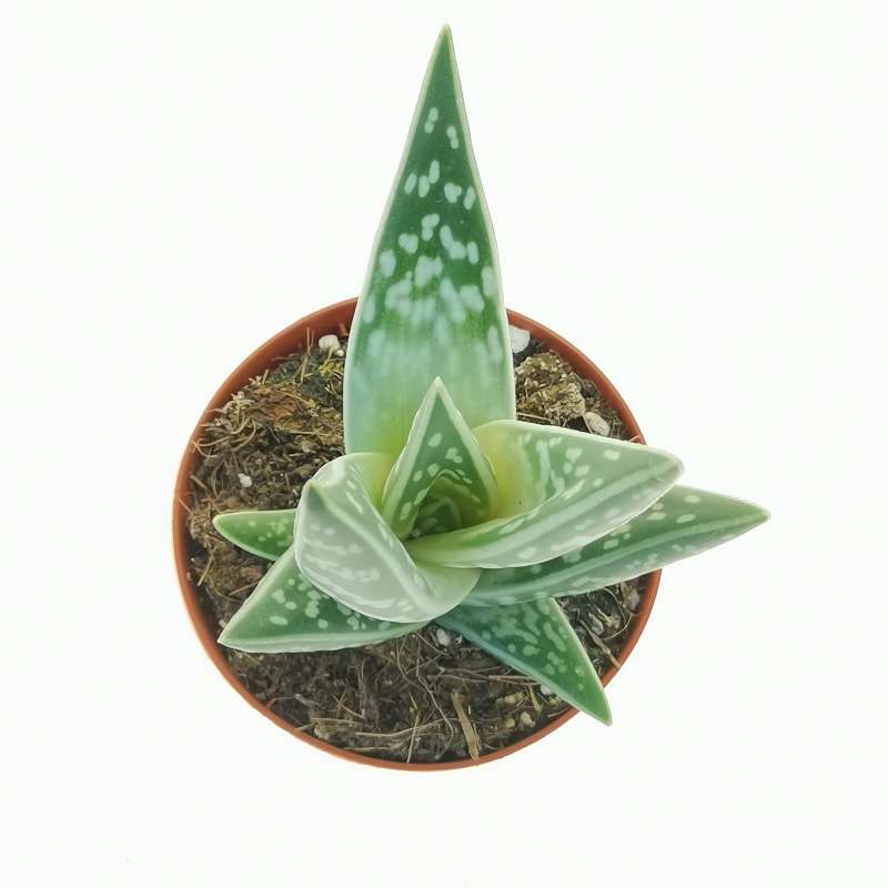 Aloe Variegata Cm Aloaceae Giromagi Vendita Piante Grasse