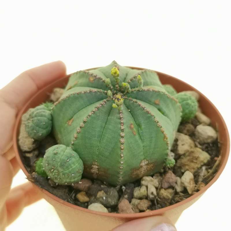 Euphorbia Obesa F Prolifera Rare Form Cm Euphorbiaceae