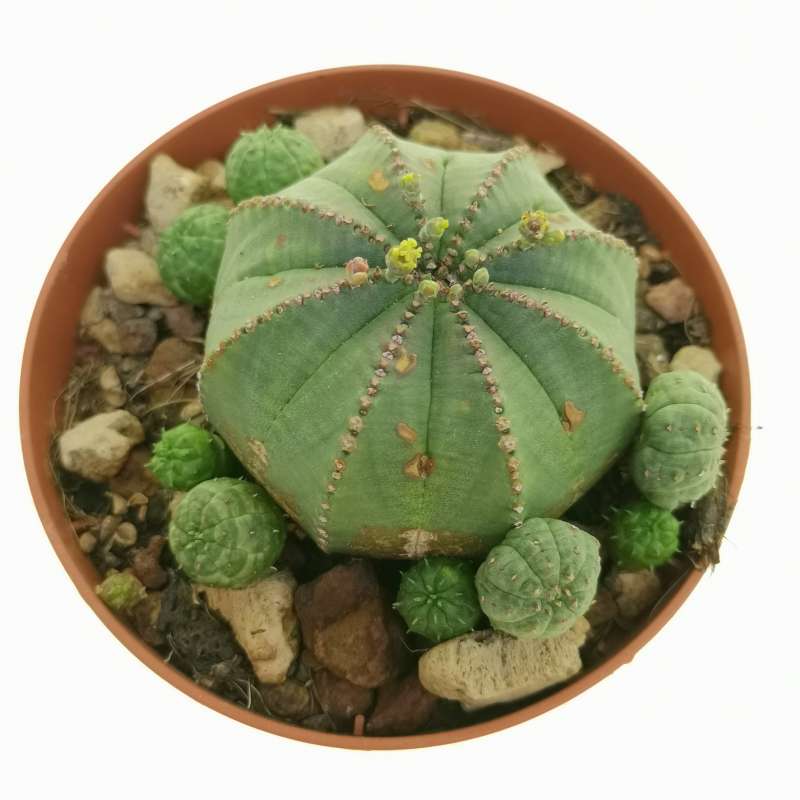 Euphorbia Obesa F Prolifera Rare Form Cm Euphorbiaceae