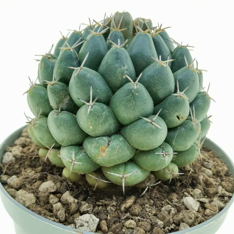 Coryphantha Maiz Tablasensis 14 Cm Cactaceae Giromagi Vendita