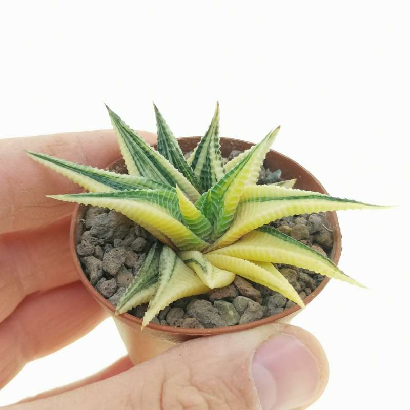 Haworthia Limifolia F Spiralis Variegata 6 5 Cm Aloaceae Giromagi