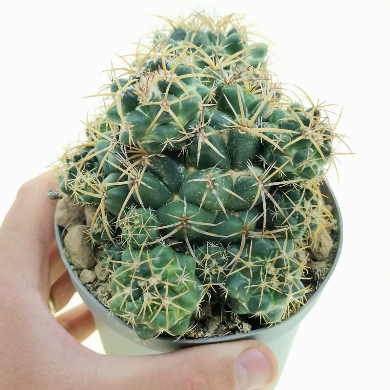 Coryphantha Elephantidens F Prolifera Cm Cactaceae Giromagi