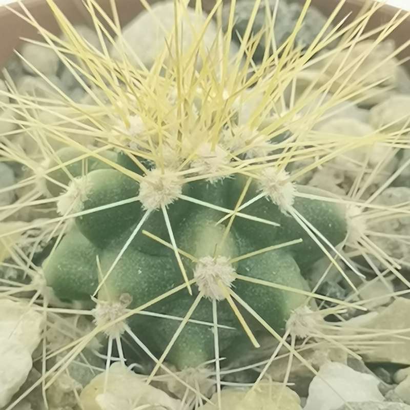 Carnegiea Gigantea Saguaro Cm Cactaceae Giromagi Vendita