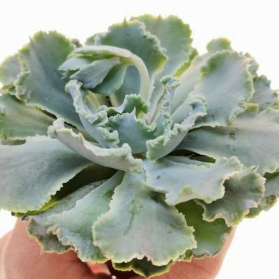 Echeveria Shaviana Truffles 5 5 Cm Crassulaceae Giromagi Vendita