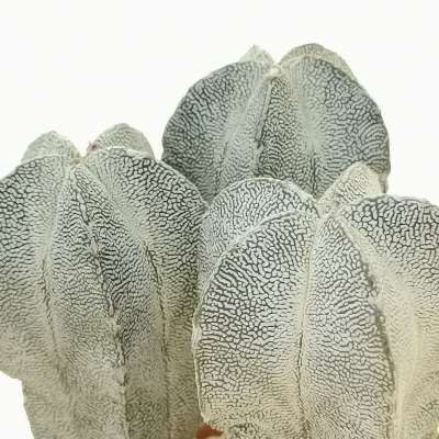 Astrophytum Myriostigma Cv Onzuka V Type F Prolifera Cm