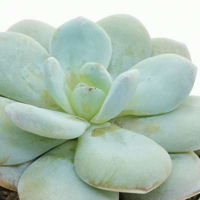 Echeveria Laui Cm Crassulaceae Giromagi Vendita Piante Grasse