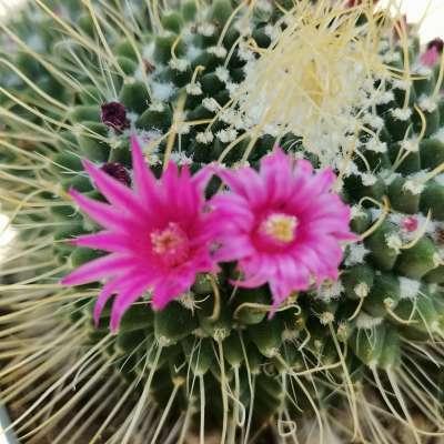 Mammillaria Spinosissima Cv Un Pico F Dicotomica Cm Cactaceae