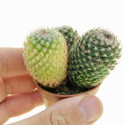 Mammillaria Matudae Giromagi Cactus And Succulents For Sale Buy