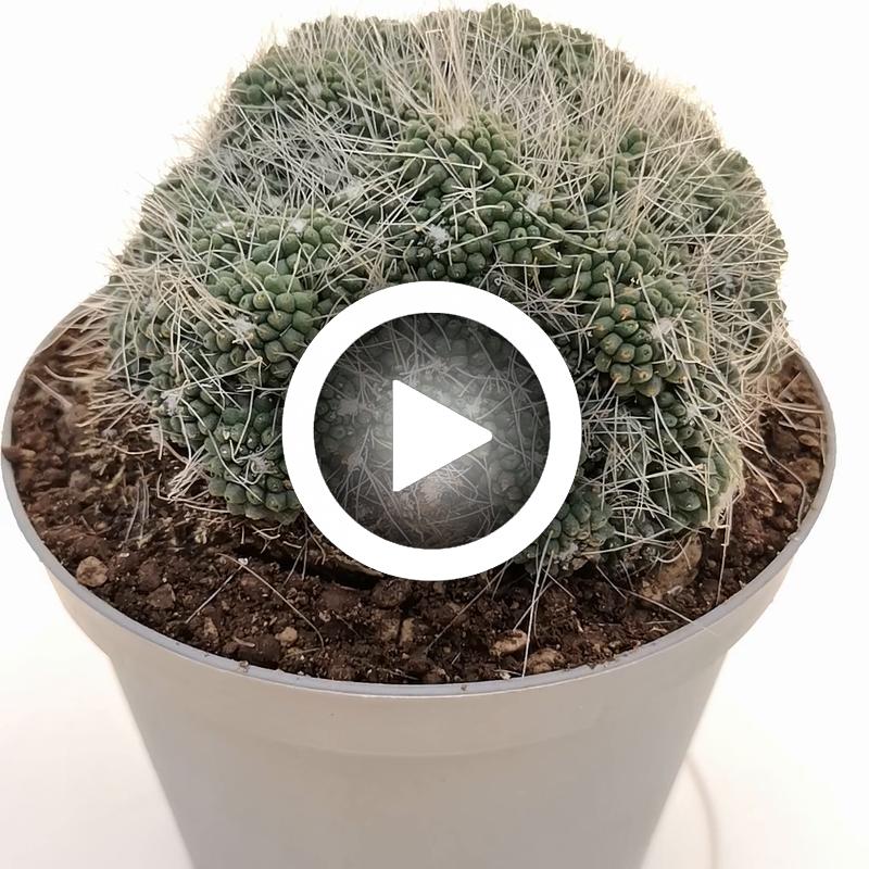 Mammillaria Spinosissima Cv Un Pico F Mostruosa Prolifera Cm