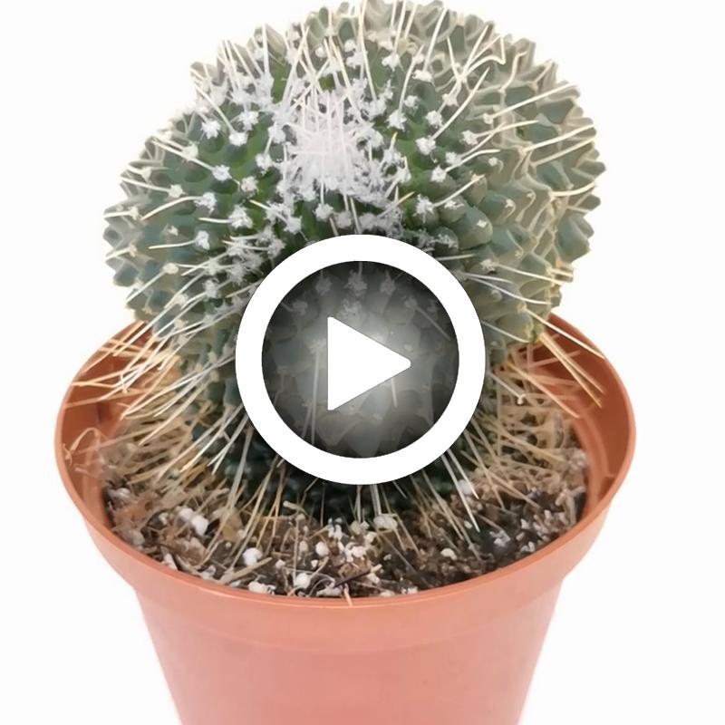 Mammillaria Spinosissima Cv Un Pico F Mostruosa Dicotomica Cm