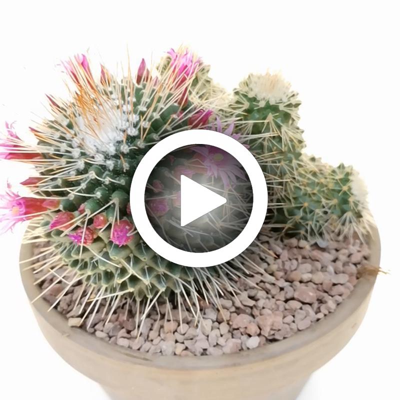 Mammillaria Spinosissima Cv Un Pico F Mostruosa Cm Cactaceae