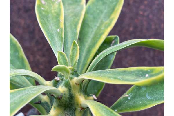 Euphorbia neriifolia f. variegated