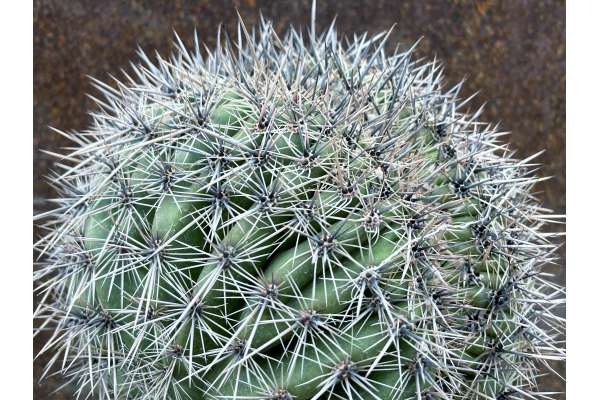 Carnegiea gigantea (Saguaro) f. crestata