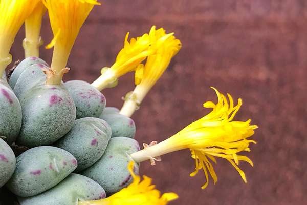 Conophytum | Giromagi cactus and succulents | Buy plants online