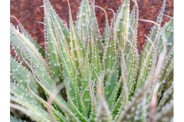 Aloe aristata f. variegated