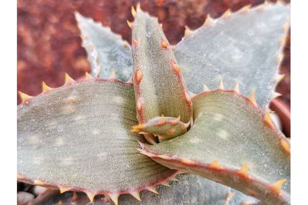 Aloe hybrid castellanae