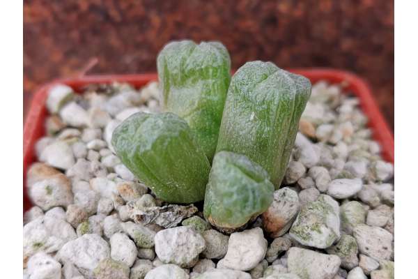 Conophytum ectypum (10 Km S.Springbok)