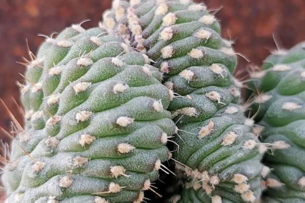 Cylindropuntia sp. crested