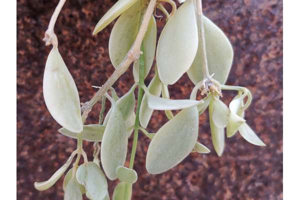 Dischidia oiantha f. variegata
