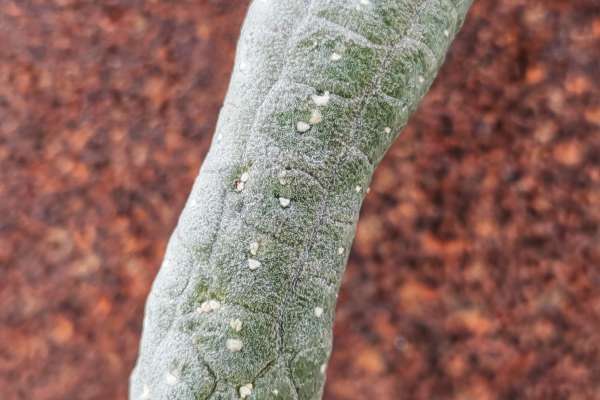 Echidnopsis sharpei ssp. sharpei