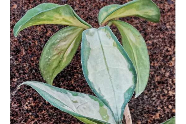 Hoya carnosa f. variegated