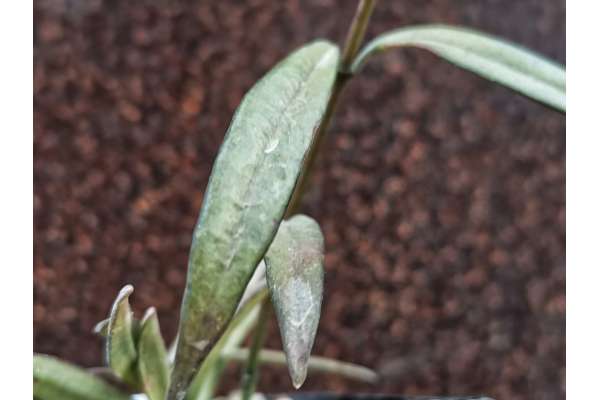 Hoya pauciflora