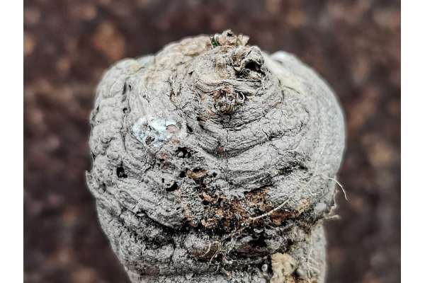 Monadenium gracile (Itigi, Tanzania)