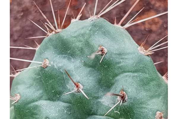 Opuntia longispina