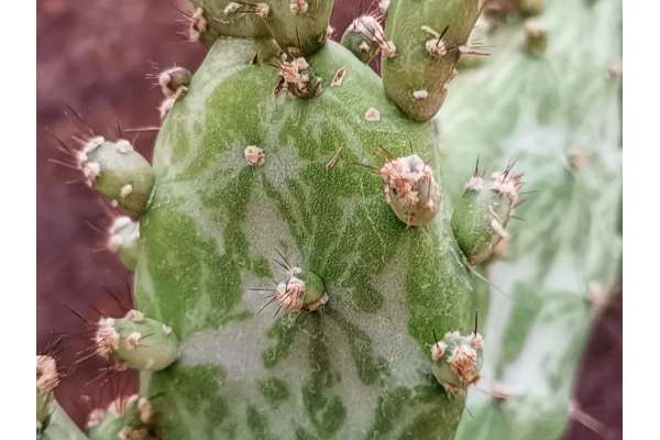 Opuntia monacantha f. monster variegated