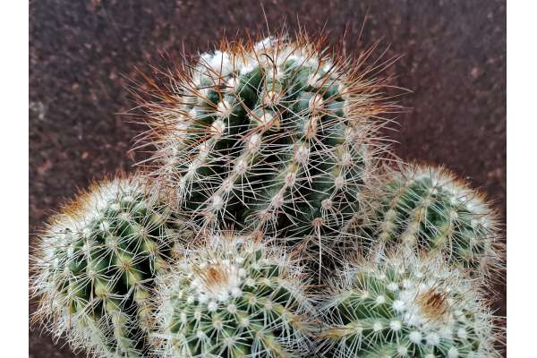 Parodia prestoensis