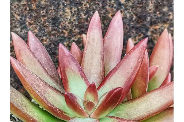 Sedum Cadente x 5 in gomma cm. 30 - Sconti per Fioristi e Aziende - San  Michele di Ganzaria (Catania)