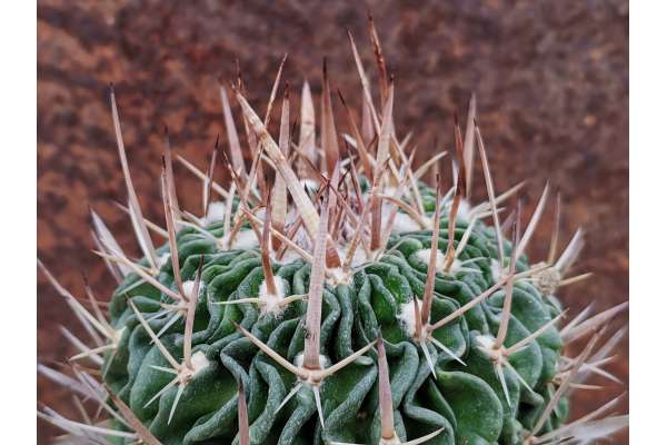 Echinofossulocactus pentacanthus
