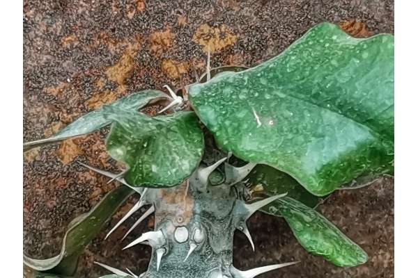 Euphorbia delphinense
