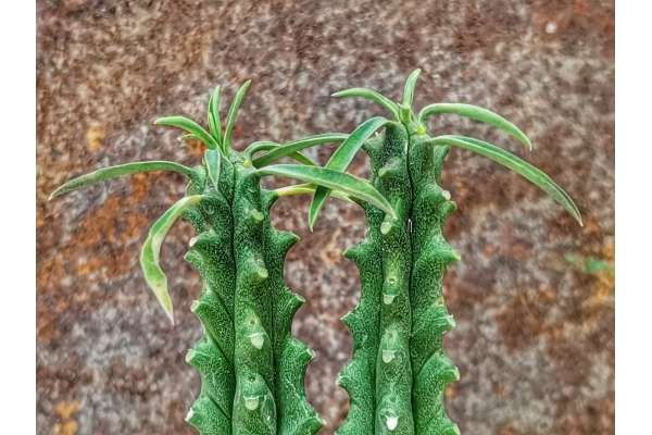 Euphorbia 'Macguffin'