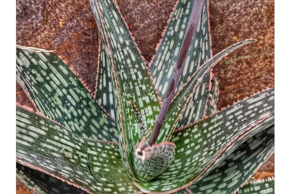 Aloe cv. moonglow
